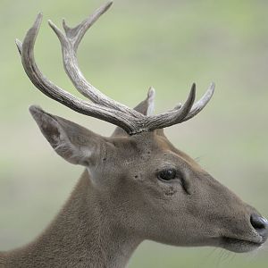 Burmese brow antlered stag