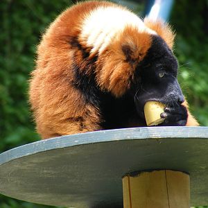 Colin the red ruffed lemur at Bristol Zoo, 1 August 2010