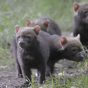 Bush dog pups looking for mischief