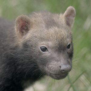 Bush dog puppy