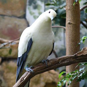 Pied imperial pigeon at Bristol Zoo, 1 August 2010