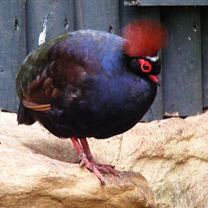 Crested wood partridge at Bristol Zoo, 1 August 2010