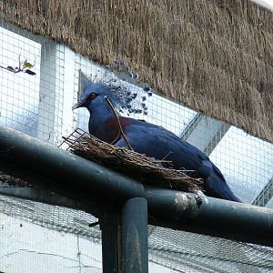 Victoria crowned pigeon at Bristol Zoo, 1 August 2010