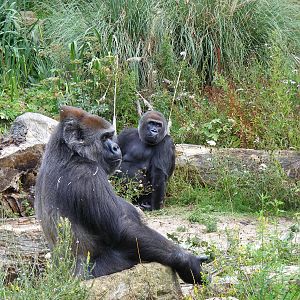 Romina and Salome the gorillas at Bristol Zoo, 1 August 2010