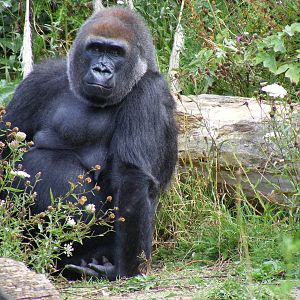 Salome the gorilla at Bristol Zoo, 1 August 2010