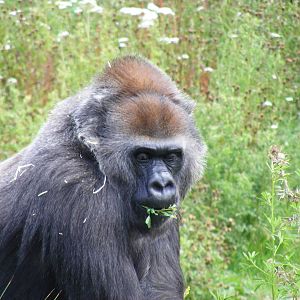 Romina the gorilla at Bristol Zoo, 1 August 2010