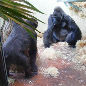 Komale and Jock the gorillas at Bristol Zoo, 1 August 2010