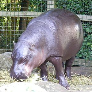 Pygmy hippo at Bristol Zoo, 1 August 2010