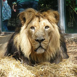 Kamal the Asiatic lion at Bristol Zoo, 1 August 2010