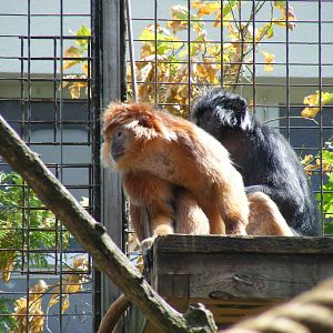 Javan langurs at Bristol Zoo, 1 August 2010