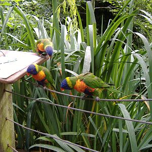 Rainbow lorikeets at Bristol Zoo, 1 August 2010