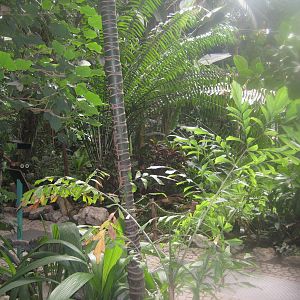 Antwerp Zoo - July 2010