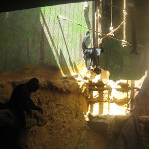 Antwerp Zoo - July 2010