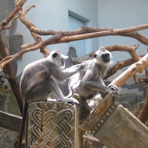 Antwerp Zoo - July 2010
