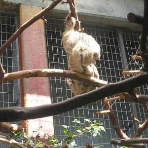 Antwerp Zoo - July 2010