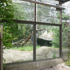 Northern Lynx Exhibit