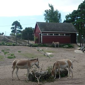 Kulan Exhibit