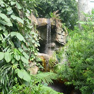 Southeast Asian Rainforest Exhibit 1