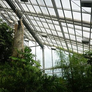 Southeast Asian Rainforest Exhibit 2