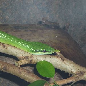 Rhynchophis boulengeri