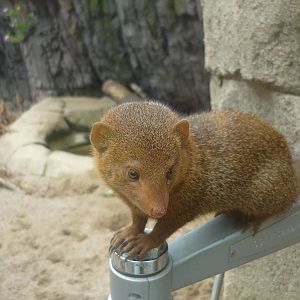 Dwarf Mongoose