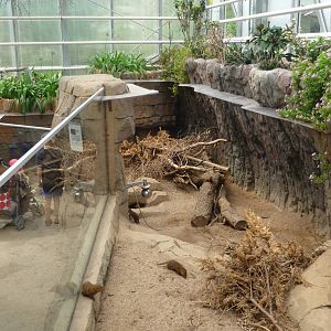 Dwarf Mongoose Exhibit