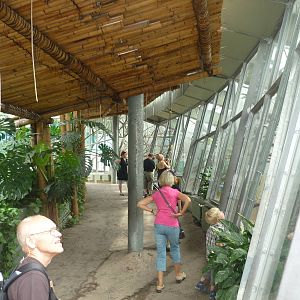 South American Rainforest Exhibit, Monkey Section