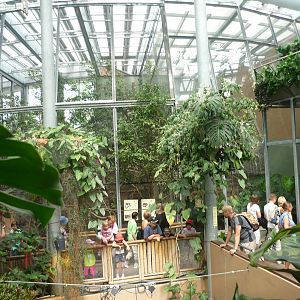 South American Rainforest Exhibits