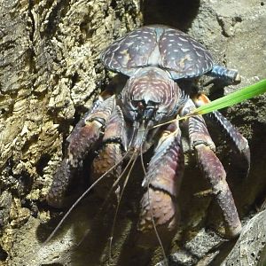 Coconut Crab