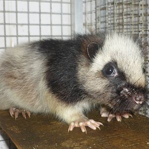 Northern Luzon Giant Cloud Rat