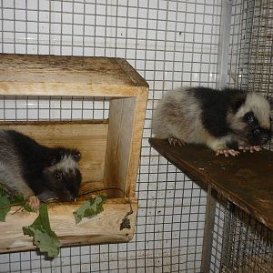 Northern Luzon Giant Cloud Rats