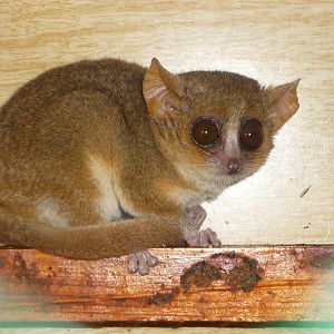 Gray Mouse Lemur
