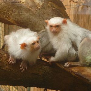 Silvery Marmosets
