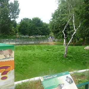 New South American Area