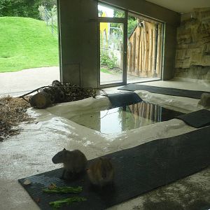 New South American Area