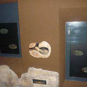 New South American Area