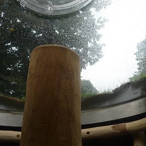 New South American Area