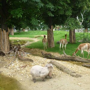 New South American Exhibit