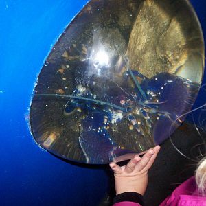 Scottish sea life centre, Oban 03/08/10