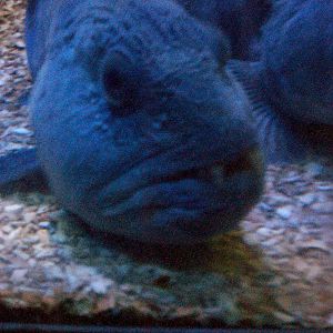Scottish sea life centre, Oban 03/08/10