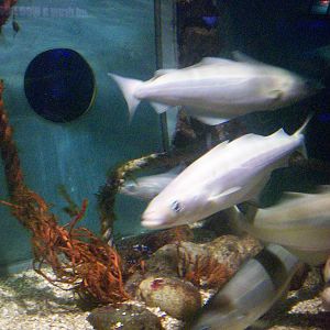 Scottish sea life centre, Oban 03/08/10