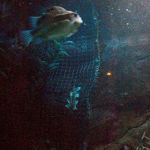 Scottish sea life centre, Oban 03/08/10