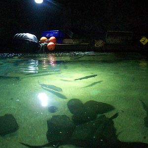 Scottish sea life centre, Oban 03/08/10