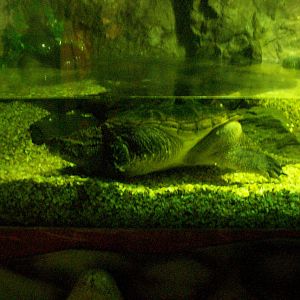 Scottish sea life centre, Oban 03/08/10