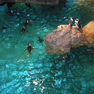 African Penguin Exhibit
