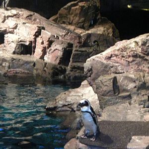 African Penguin Exhibit