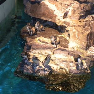 Little Blue Penguin Exhibit