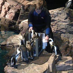 African Penguin Exhibit