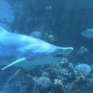 Sand Tiger Shark - Giant Ocean Tank