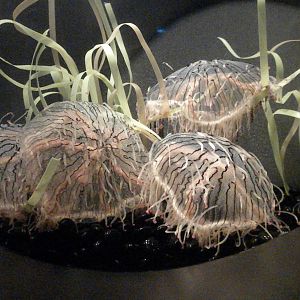 Flower Hat Jelly - Olindias formosa